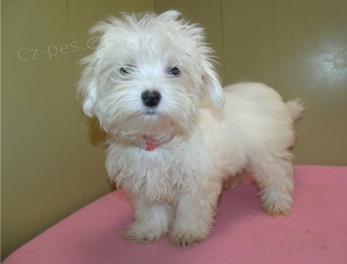 kr�sn� 3 m�s�ce star� mu�sk� a �ensk� maltsk� k adopci