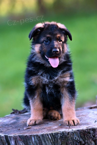 N�meck� ov��k - �t��ata s PP