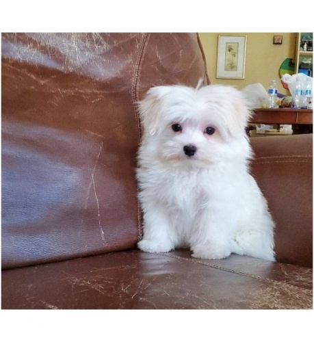 kr�sn� 3 m�s�ce star� mu�sk� a �ensk� maltsk� k adopci