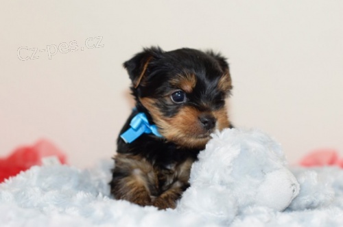 Mini york��rsk� teri�r