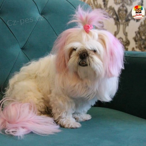 �t��ata Shih Tzu