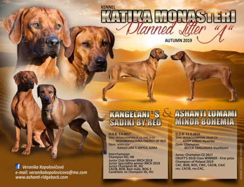 Rhodesian Ridgeback- �t���tka