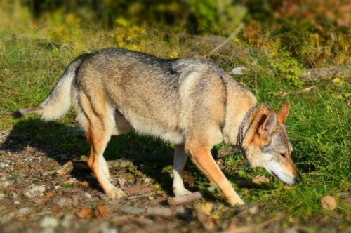 �eskoslovensk� vl��k s PP