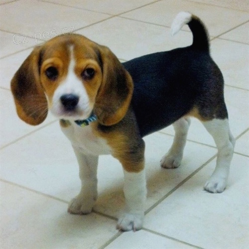 kr�sn� samec a samice beagle �t��ata k adopci