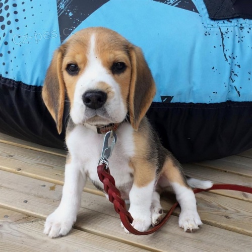 kr�sn� samec a samice beagle �t��ata k adopci
