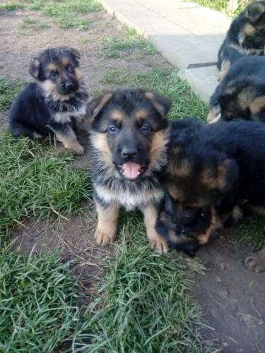 N�meck� ov��k - �t���tka s PP