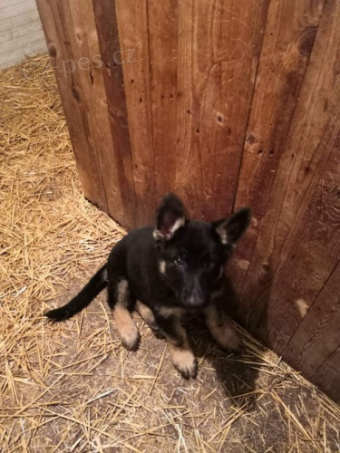 N�meck� ov��k s PP