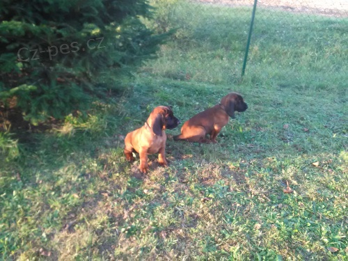 Bavorsk� barv��