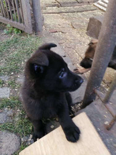 Prod�m pejsky ve v�ku 8 t�dn�