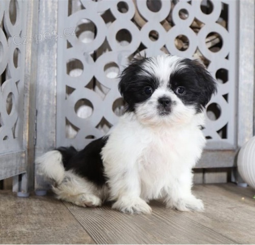 Prijmite teraz. N�dhern� a hrav� �teniatka samcov a sam�c shih tzu s� k Prijmite teraz. N�dhern� a hrav� �teniatka samcov a sam�c shih tzu s� k dispoz�cii na adopciudispoz�cii na adopciu