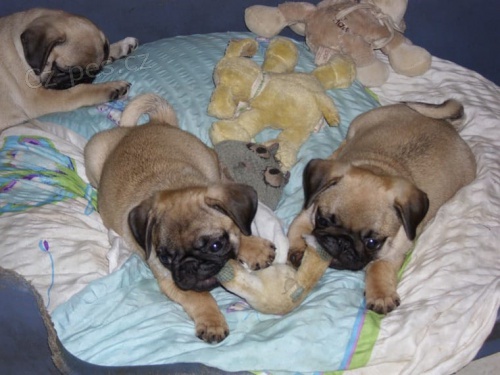 Mops �t��ata k adopci