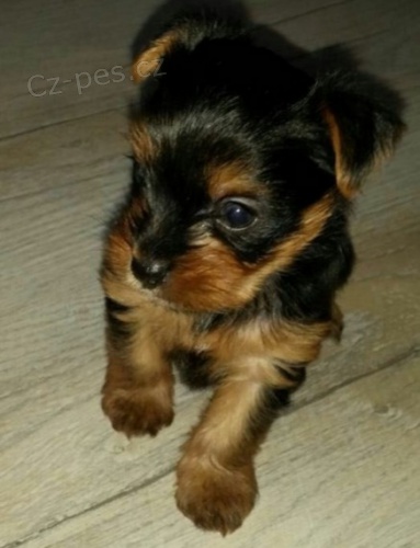 miniaturn� hra�ka �t��ata york��rsk�ho teri�ra