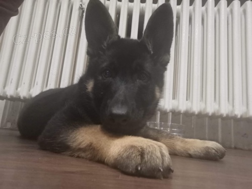 N�meck� ov��k - �t�n� pes