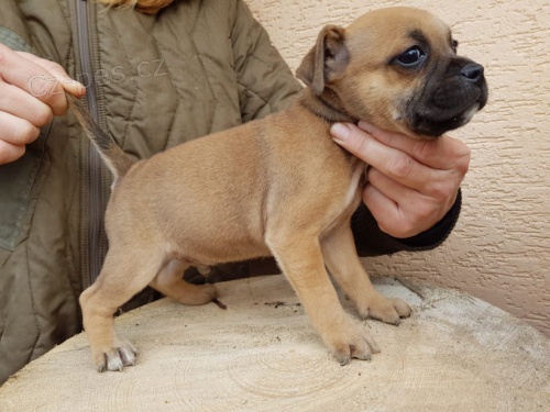 �t��ata staford��rsk�ho bulteri�ra s PP