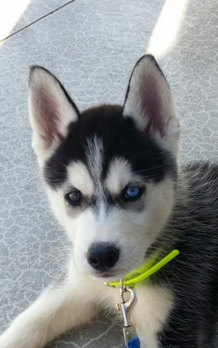adoptivn� �t���tka p��telsk� a hrav� sibi�sk� husky