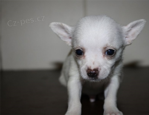 dv� �t���tka �ivava zdarma a �ivava s rodokmenem k adopci