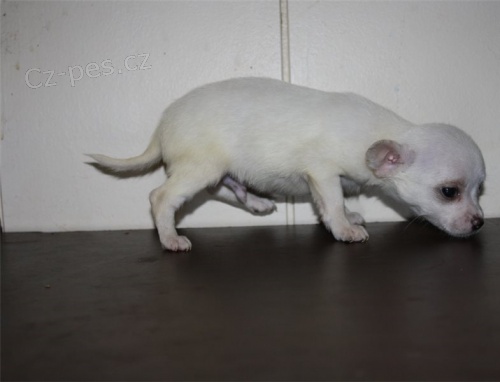 dv� �t���tka �ivava zdarma a �ivava s rodokmenem k adopci