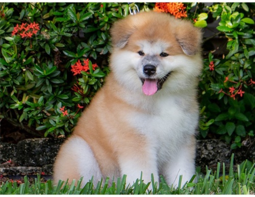 adopce adopce �t��ata akita inu samci a samice hledaj�c� nov� domov