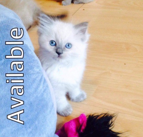 Ko�ata Ragdoll pro dobr� domov