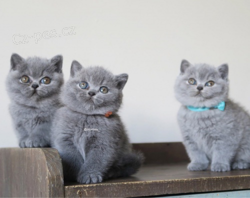 Vynikaj�c� plemeno britsk�ch ko�at kr�tkosrst�ch