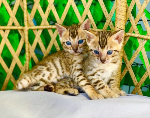 Rodokmen Beng�lsk� ko�ata Ko�ata