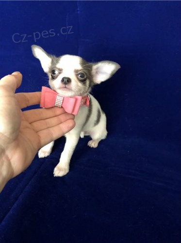 Chlapci a d�vky Chihuahua