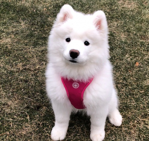 Samojed �t��ata K dispozici Pro p�ijet�