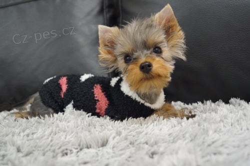 Fene�ka Yorkshire Terrier Mini s PP