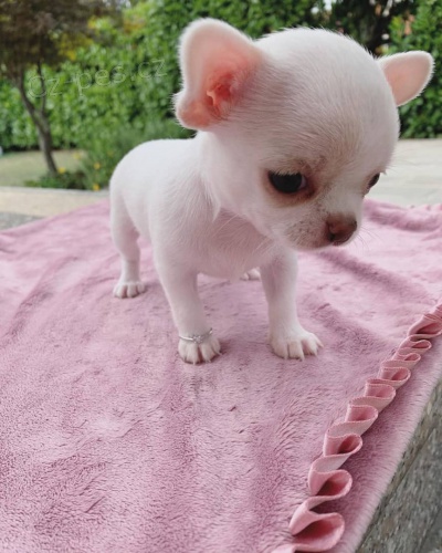 �ivava �t��ata hledaj�c� nov� domov pro adopci zdarma kontakt nyn� se sv�m ��slem Whatsapp