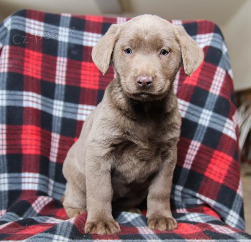 adoptivn� �t���tka p��telsk� a hrav� labradorsk�