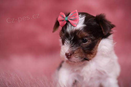 York��rkov� s PP (rodokmeny)