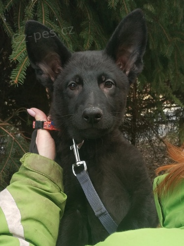 N�meck� ov��k - �t��ata