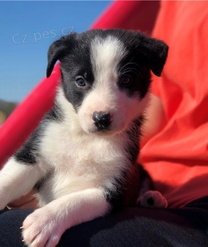 kr�sn� border kolie �t��ata