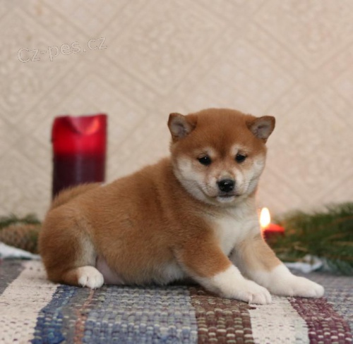 Miluj�c� Shiba Inu