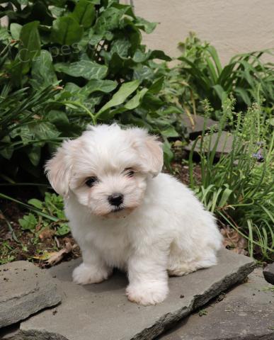 adoptivn� �t���tka p��telsk� a hrav� malt�zsk�