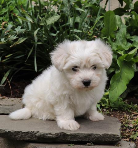 adoptivn� �t���tka p��telsk� a hrav� malt�zsk�