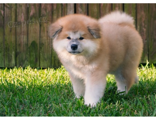 adopce adopce �t��ata akita inu samci a samice hledaj�c� nov� domov