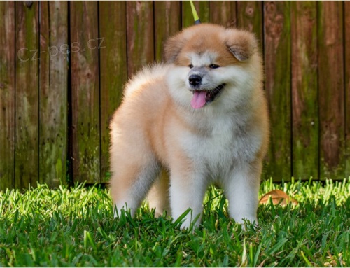 adopce adopce �t��ata akita inu samci a samice hledaj�c� nov� domov