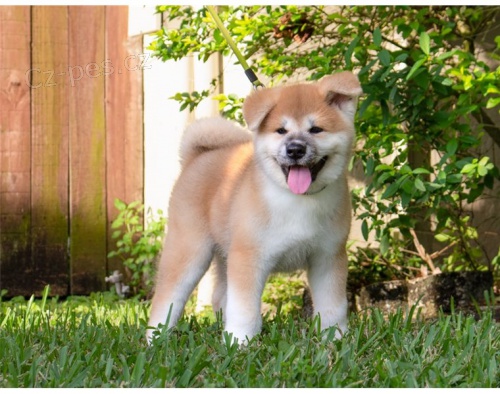 adopce adopce �t��ata akita inu samci a samice hledaj�c� nov� domov