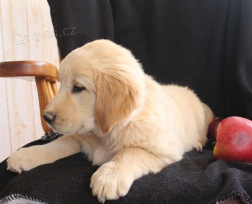 zlat� retreiver PUPS 