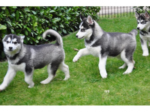 Registrovan� husk� �t��ata 