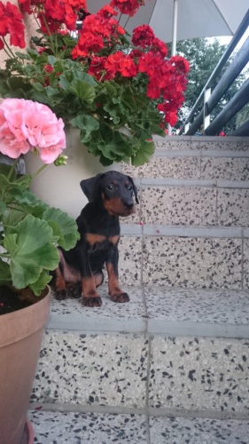 Pred�m �teniatko ps�ka Manchester teri�r