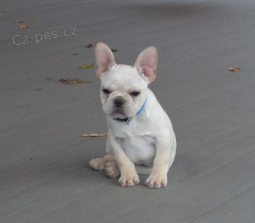�istokrevn� buldok francouzsk� �t��ata hledaj�c� nov� domov s mikro�ipem a rodokmenem jsou 3 m�s�ce star� s rodi�em tak� za d�rek