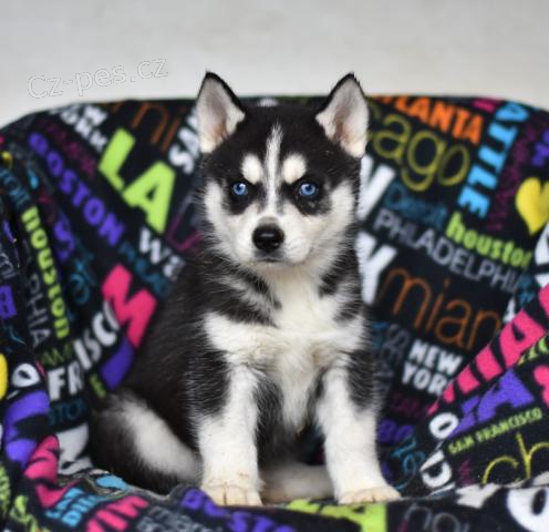 Samojed �t��ata K dispozici Pro p�ijet�