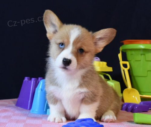 kr�sn� �istokrevn� �t��ata Pembroke corgi Pes a fena K dispozici hled�me nov� domov s mikro�ipem a rodokmenem jsou 3 m�s�ce star� s rodi�i tak� za d�rek ... E-mail ::::: brandonmba10@gmail.com