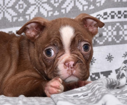 �istokrevn� �t��ata boston teri�ra hledaj�c� nov� domov s mikro�ipem a rodokmenem jsou 3 m�s�ce star� se sv�mi rodi�i tak� za d�rek