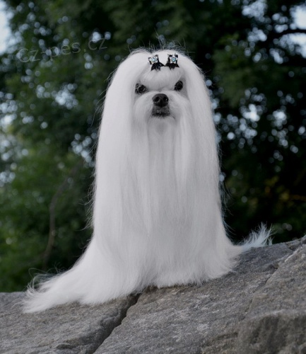 Malt�z��ek  - Malt�zsk� ps�k s PP