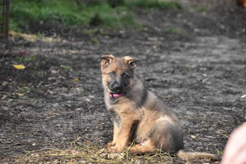 N�meck� ov��k s PP  - V�b�rov� chov