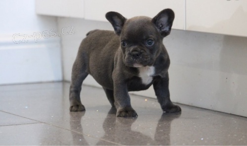 Francouzsk� buldo�ek (v�no�n� d�rek milovn�k�m FB)