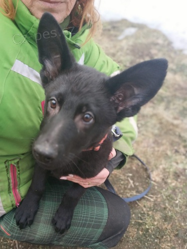 N�meck� ov��k - celo�ern� �t��ata �t��ata